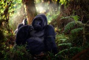 Gorilla tracking Bwindi Impenetrable National Park