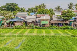 Het platteland van Yangon