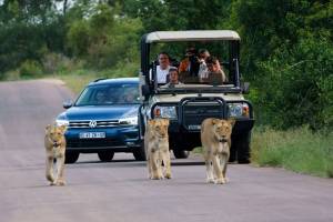 Rondreis Zuid-Afrika: Kruger Park naar Kaapstad