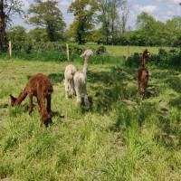 Ruhiger Bauernhof mit allem Komfort in der Creuse