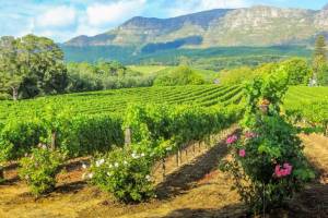 Fietstour door de wijnlanden van Stellenbosch