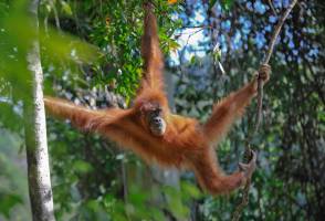 Jungle en orang-oetans van Sumatra
