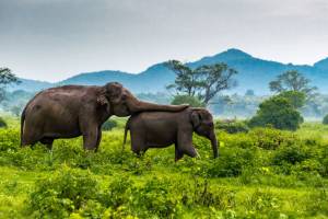 17-daagse rondreis Wonderlijk Sri Lanka (Zuid)