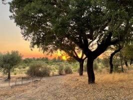 Camping im Korkwald