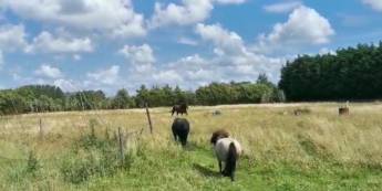 Naturwiese hinter den Dünen