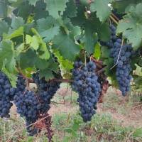 Campingplatz in einem Bio-Weinberg in der Nähe von Blaye