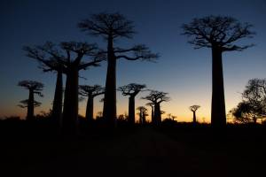 De hoogtepunten van Madagascar