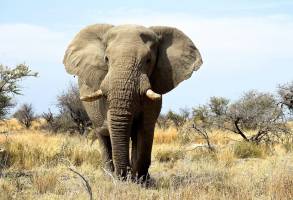 Grand tour woestijnen en wildlife Namibië Deluxe