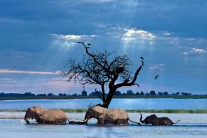 5-daagse safari Moremi en de Okavango Delta