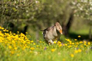 Rodizio Mühle - Mühle
