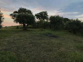 Olivenhain mit Blick auf den See