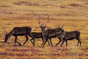 Autorondreis Canada | Yukon & Alaska