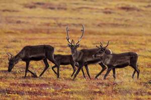 Autorondreis Yukon & Alaska Golden Circle