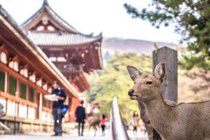 Nara & Fushimi Inari Tour (vanuit Kyoto)