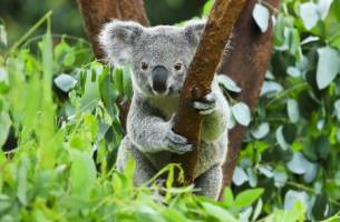 Rondreis AUSTRALIË HOOGTEPUNTEN - 34 dagen; Land van kangoeroes 