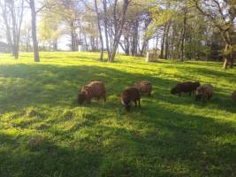 Camping auf dem Land mit Schafen