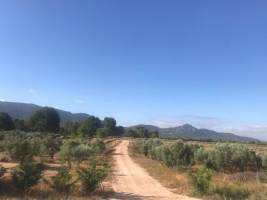 Ein wunderschöner und ruhiger Ort, umgeben von Olivenbäumen und 