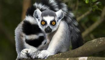 Single reis Madagascar Kort; Indri en ringstaartlemuur