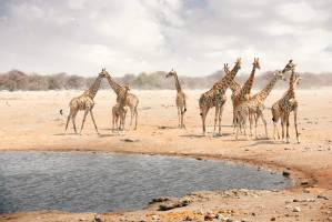 Etosha safari - 4 daagse tour