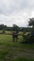 Campingplatz in Vire, Normandie