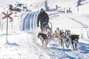 Huskysafari korte mountaintour incl. fika- 1,5 - 2 uur