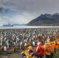 Groepsrondreis Antarctica en South Georgia - pinguinsafari
