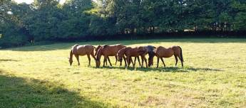 Standorte in Kergrist Moelou, 20 Minuten vom Festival Vieille Ch