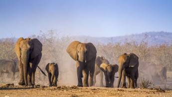 Rondreis Zuid-Afrika: Big five maar dan anders