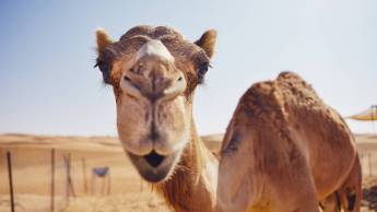 Rondreis langs de highlights van Oman