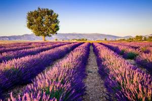 10-,14-daagse rondreis Provence & Côte d'Azur - Smaken van 