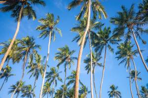 11-Daagse Hotdeal Sri Lanka Highlights & Beach