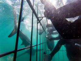 Duiken met witte haaien in Gansbaai