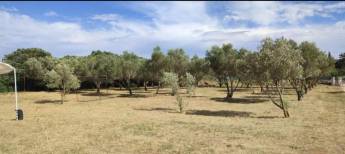 Campingplatz in Ollioules, Provence-Alpes-Côte d'Azur