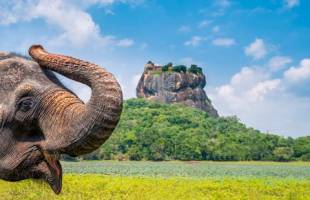 15-daagse familierondreis Sri Lanka