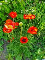 Kleiner Platz mit Sauna im fränkischen Seenland nahe Nürnberg