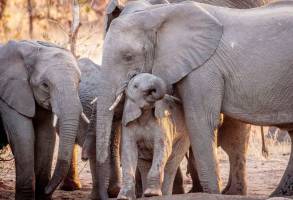 Umlani Bush Camp in Timbavati Game Reserve
