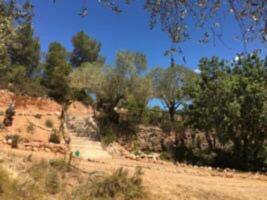 Campspace ... campen im Olivenhain