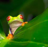 Groepsrondreis Costa Rica Hoogtepunten