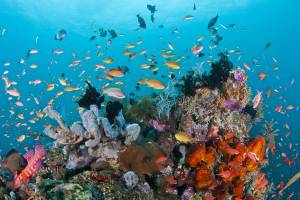 Cruise Hunting Komodo (Lombok - Komodo - Flores)