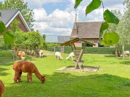 Alpacafarm Vorstenbosch