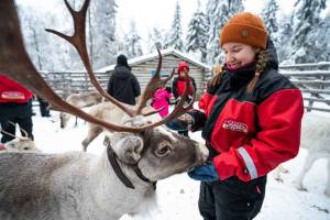 Ruka Rendieren voeren op de rendierfarm